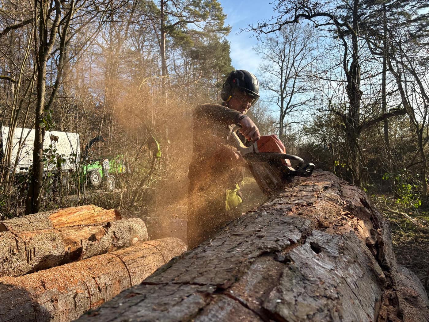 Sonderfällung im Wald durch das LumberLex-Team