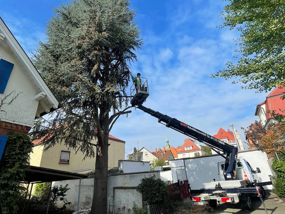 Sonderfällung mit Hubarbeitsbühne im bebauten Gebiet